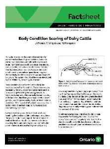 Image of the cover of publication titled  20-011 Body Condition Scoring of Dairy Cattle